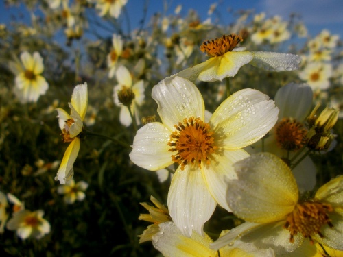 Flowers of the trail!