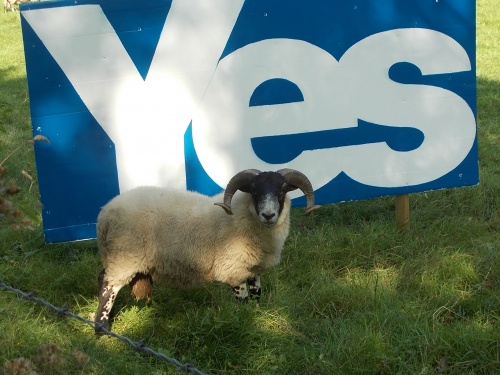 The sheep say YES!