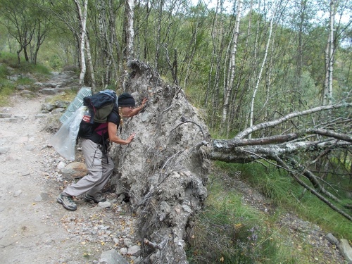 Karolina pushes over tree