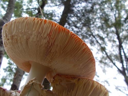 Fungi of the Great Glen Way!