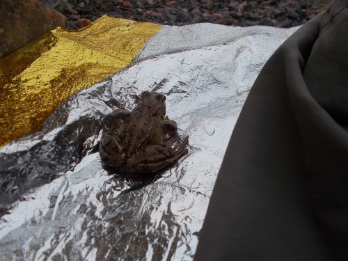 Toad!