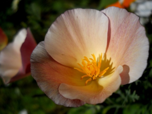 Flowers of Seattle