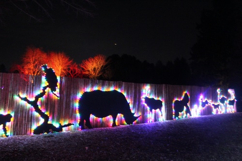 Zoo Lights!