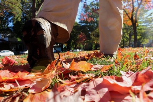 Autumn leaves