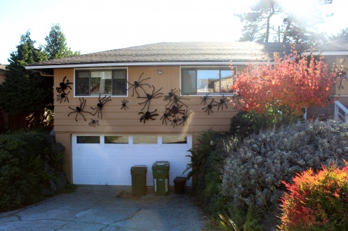 House with a serious spider infestation!