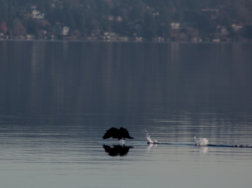 Cormorant takes flight!