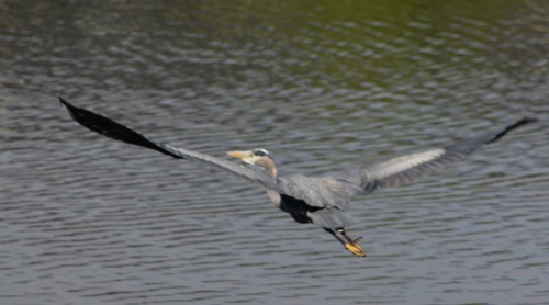 Great Blue Heron