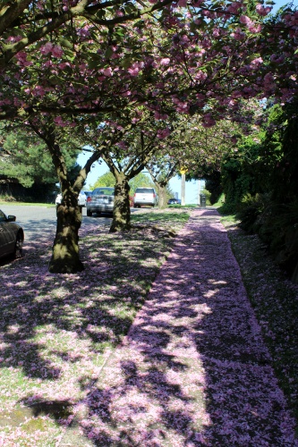 Sidewalk of petals!