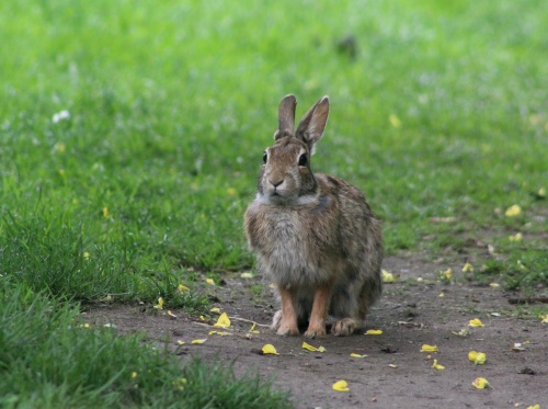 Rabbit!