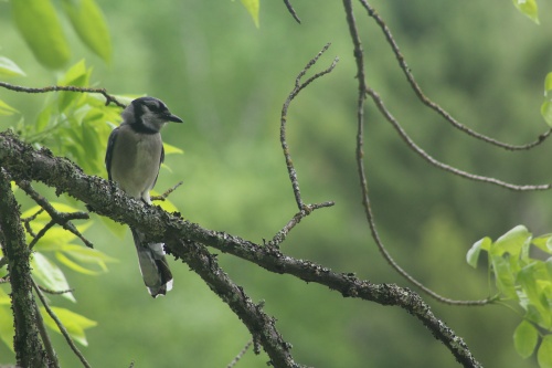 Bird in a tree!