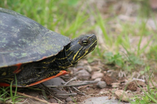 Turtle on the trail!