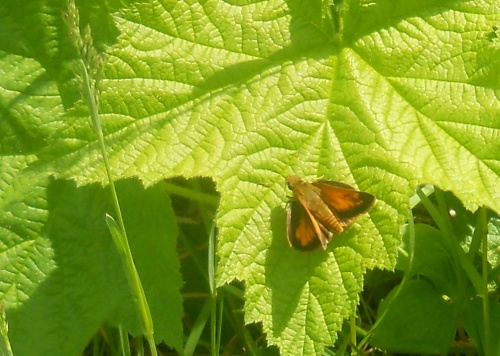 Moth on the leaf!