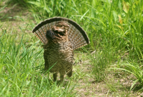 Grouse on the trail!