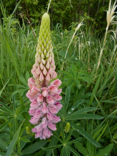 Blooming lupine!