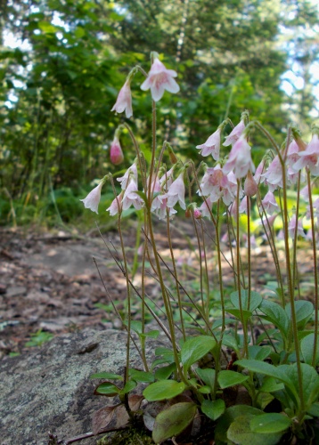 Flowers of the trail!