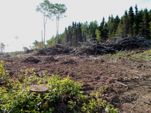 Clear-cut area
