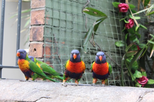 Rainbow Lorikeets