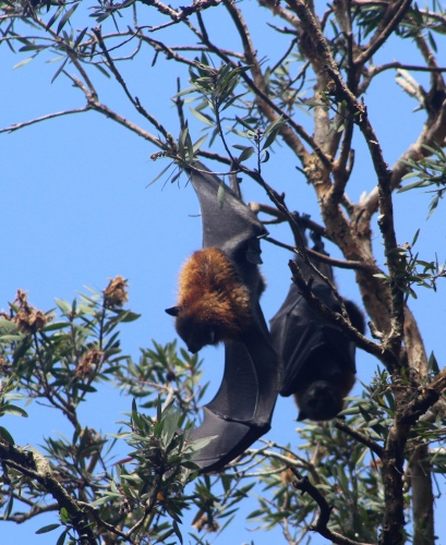 Flying fox bats