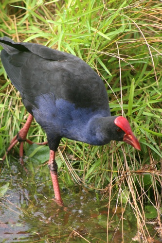 Purple Swamphen