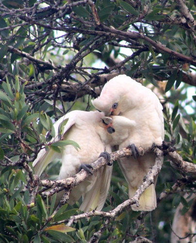 Sulpher-crested cockatoos