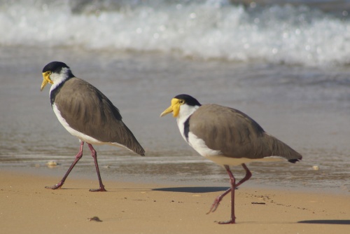 Masked lapwings