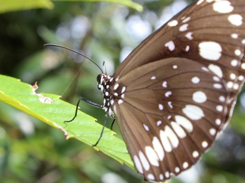 Australian butterfly