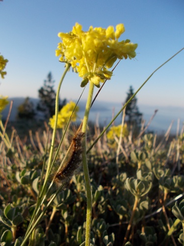 Caterpillars of the morning