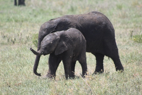 Baby elephants