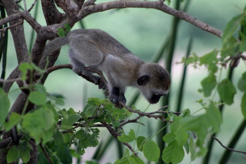 Baby Vervet Monkey