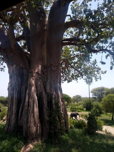 Baobab with elephant