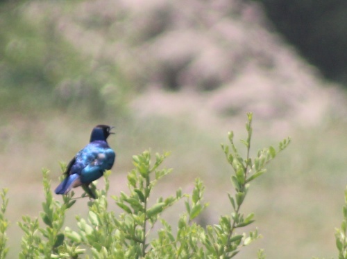 Blue bird