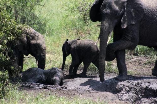 Elephant mud bath