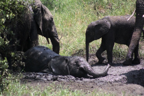 Elephant mud bath