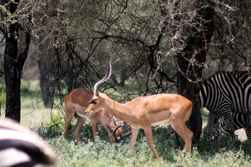 Impalas