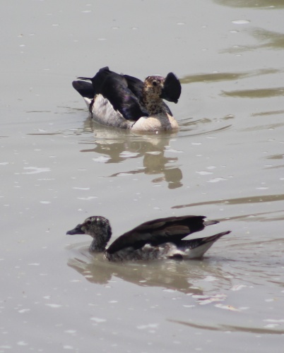Knob-billed ducks