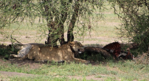 Lion with zebra kill