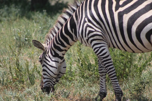 Zebra eating