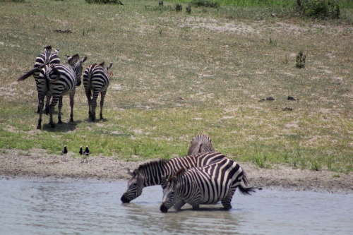 Zebras in water