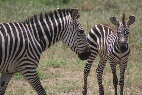 Zebras!