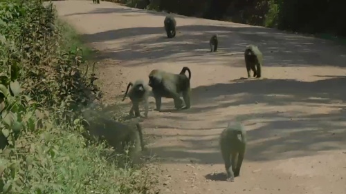 Baboons on the road