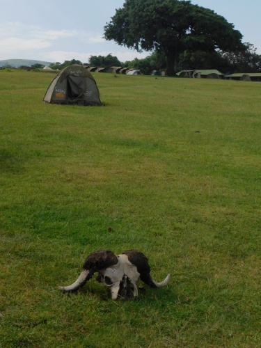 Buffalo skull camp