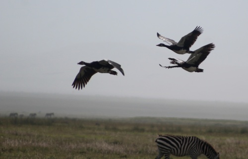 Birds in flight