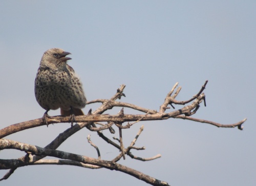 Birds on a branch