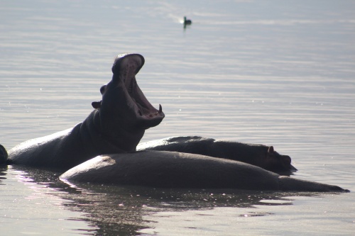 Hippo yawn