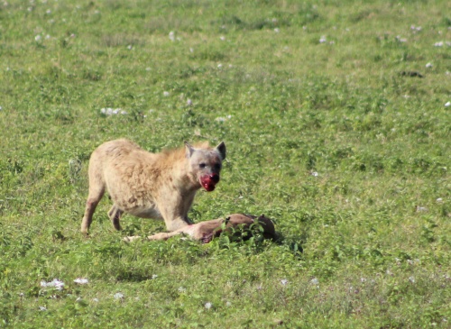 Hyena feeding