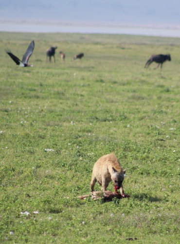 Hyena feeding