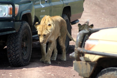 Lion on the prowl