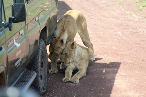 Lions in shade