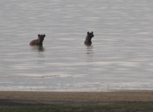Swimming hyenas