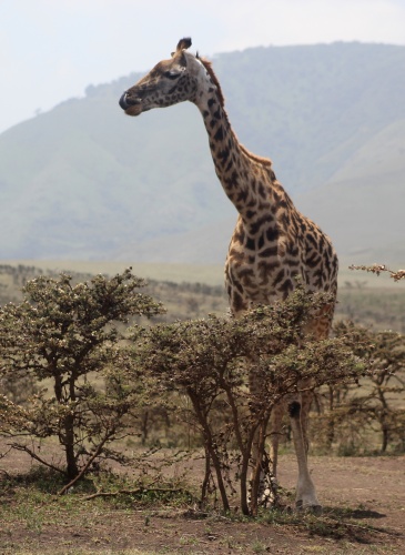 Giraffe!